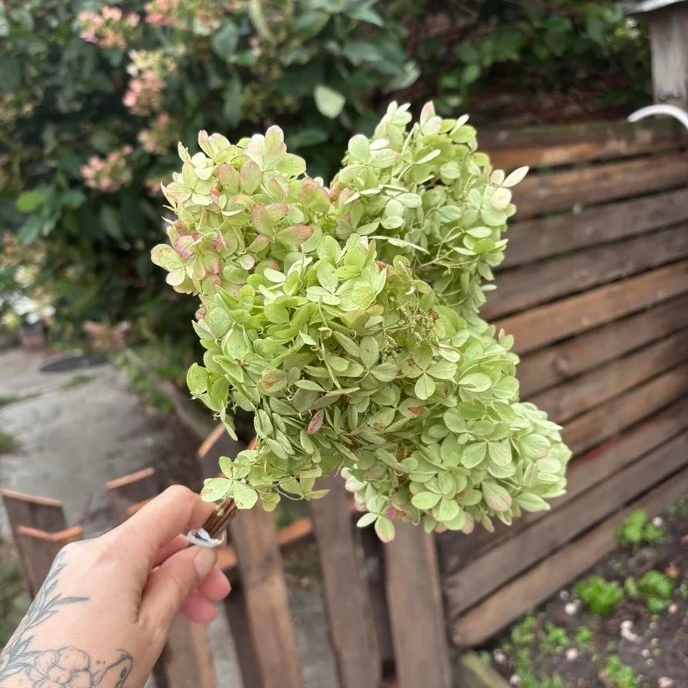 5 Preserved Mini Hydrangea Stems Natural Dried Flower Bouquet Green Pink 7-8
